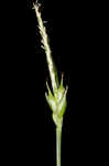 Wildenow's sedge